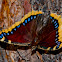 Mourning Cloak Butterfly