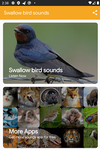 Swallow Bird Sounds