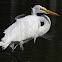 Great white egret