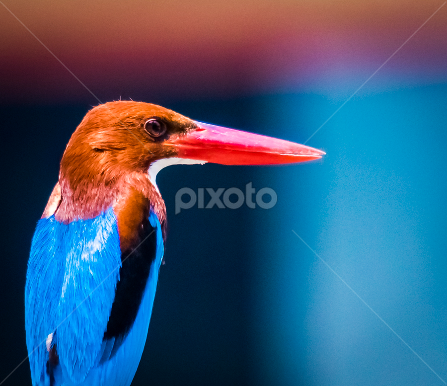 Smyrna Kingfisher by Subhayan Saha - Animals Birds ( beak, body, brown, kingfisher, red, head, calm, beautiful, blue, bird, fish, hunting, sitting )