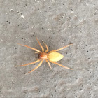 Yellow Sac Spider