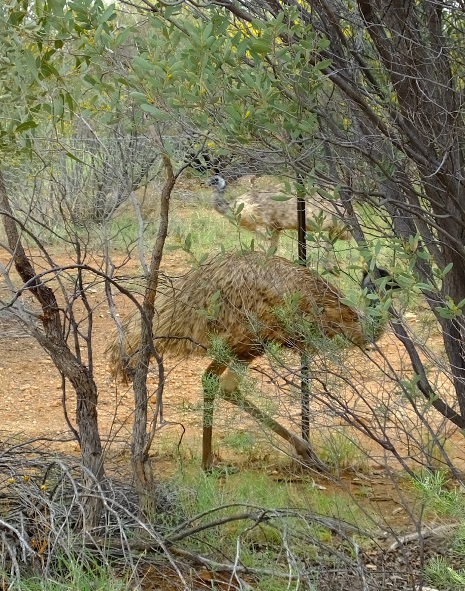 emu