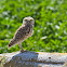 Burrowing Owl