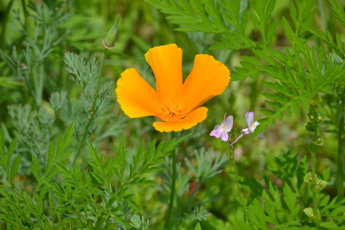 California Poppy