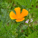 California Poppy