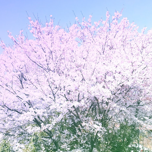 桜桃のたね