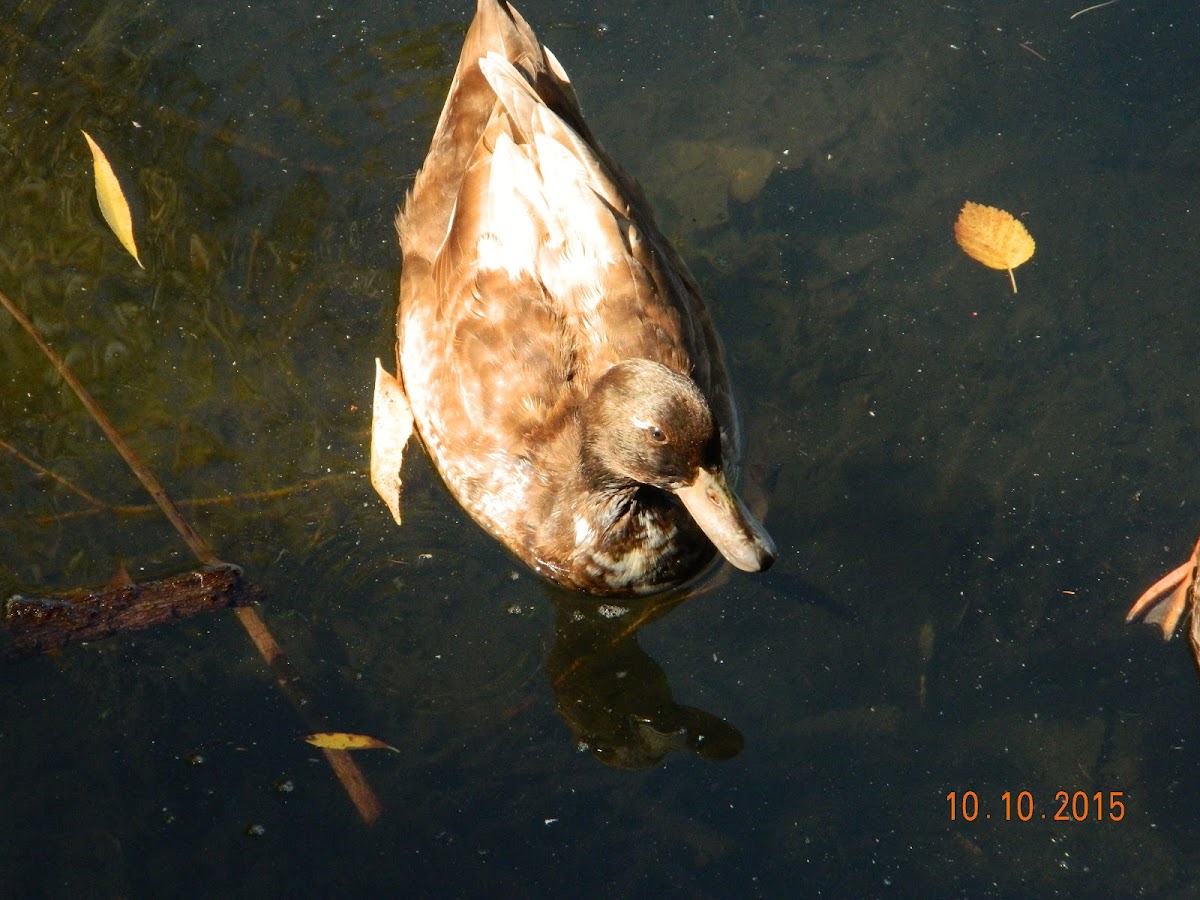 Domestic Duck