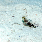 Y-bar Shrimp Goby