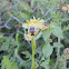 Yellow Bee-Orchid