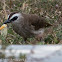 Yellow-vented Bulbul