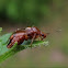 Mirid Plant Bug