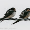 Barn Swallow; Golondrina Común