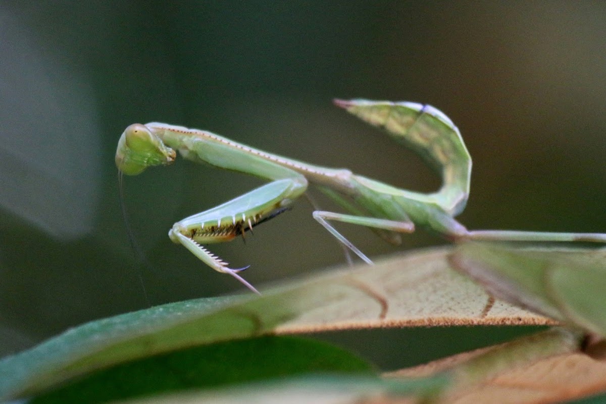 shield mantis