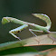 shield mantis