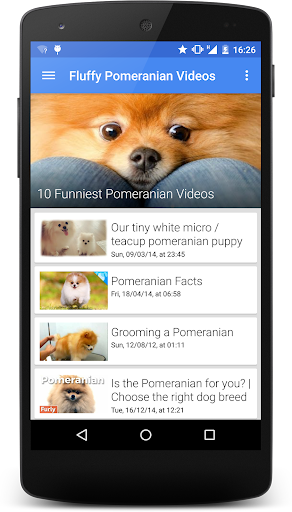 Fluffy Pomeranian Videos HD