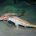 Striped red mullet