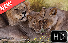 Lions HD new free tab theme small promo image