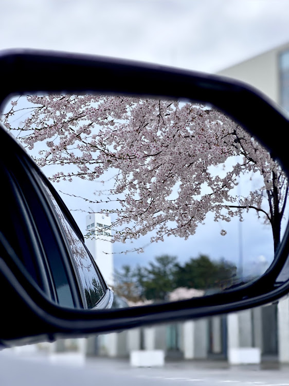 プリウスPHVの愛車・プリウスPHV・桜に関するカスタム事例の投稿画像2枚目