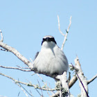 Loggerhead Shrike