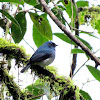 Indigo Flycatcher