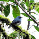 Indigo Flycatcher