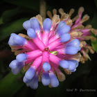 Matchstick Bromeliad