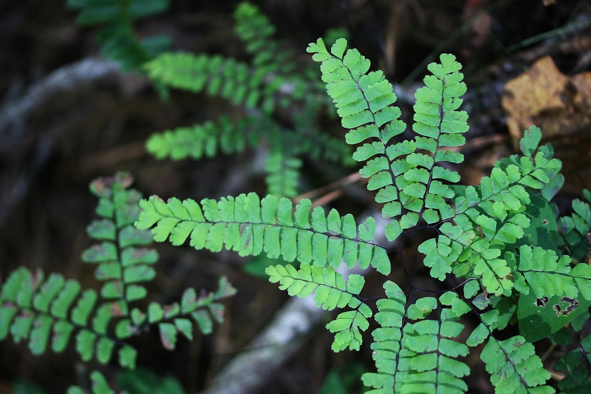 Maidenhair Fern