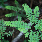 Maidenhair Fern