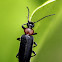 Fire-colored Beetle