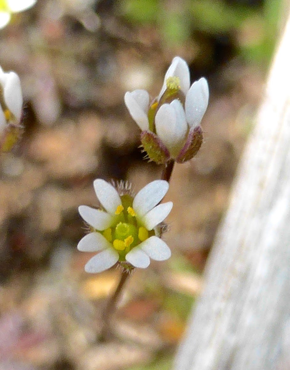 Spring Draba