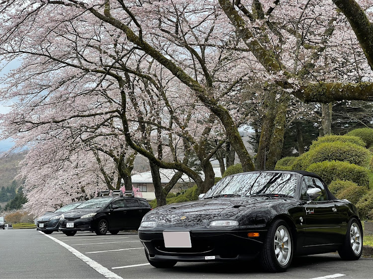 ロードスターの桜とコラボ・コロナに注意しながらね・桜吹雪にする為にピッカピカに・エンジンマウント交換・なりさんスペシャルに関するカスタム事例の投稿画像2枚目