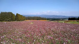 あまねの宣伝部屋