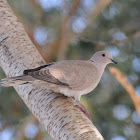 Eurasian Collared Dove