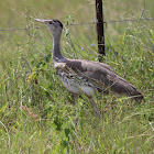 Australian Bustard