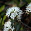 Labrador Tea