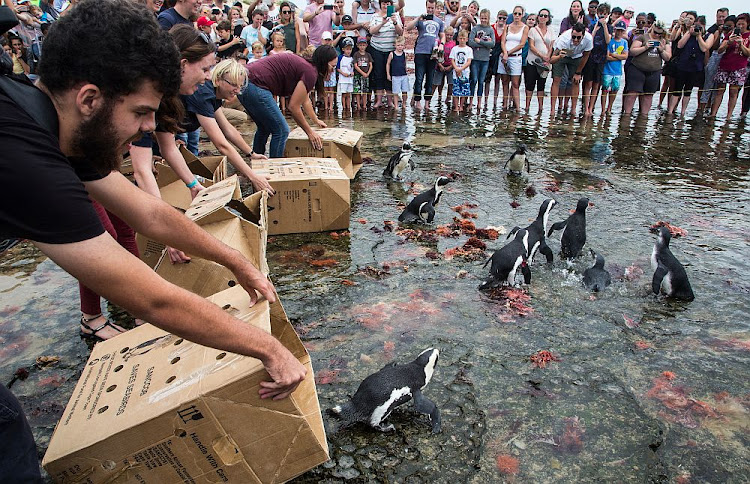 Sanccob hosts regular penguin release days