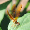 Eastern Amberwing