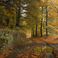 Camminando nel silenzio dei colori di 