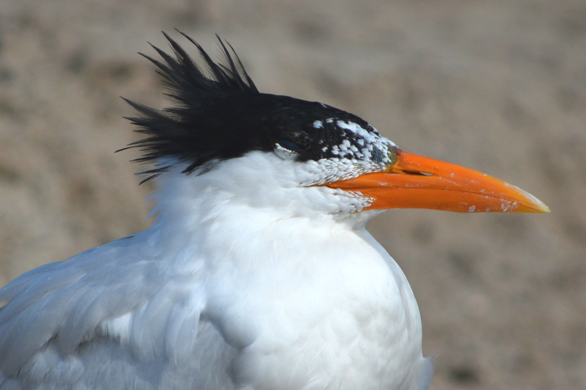 Royal Tern