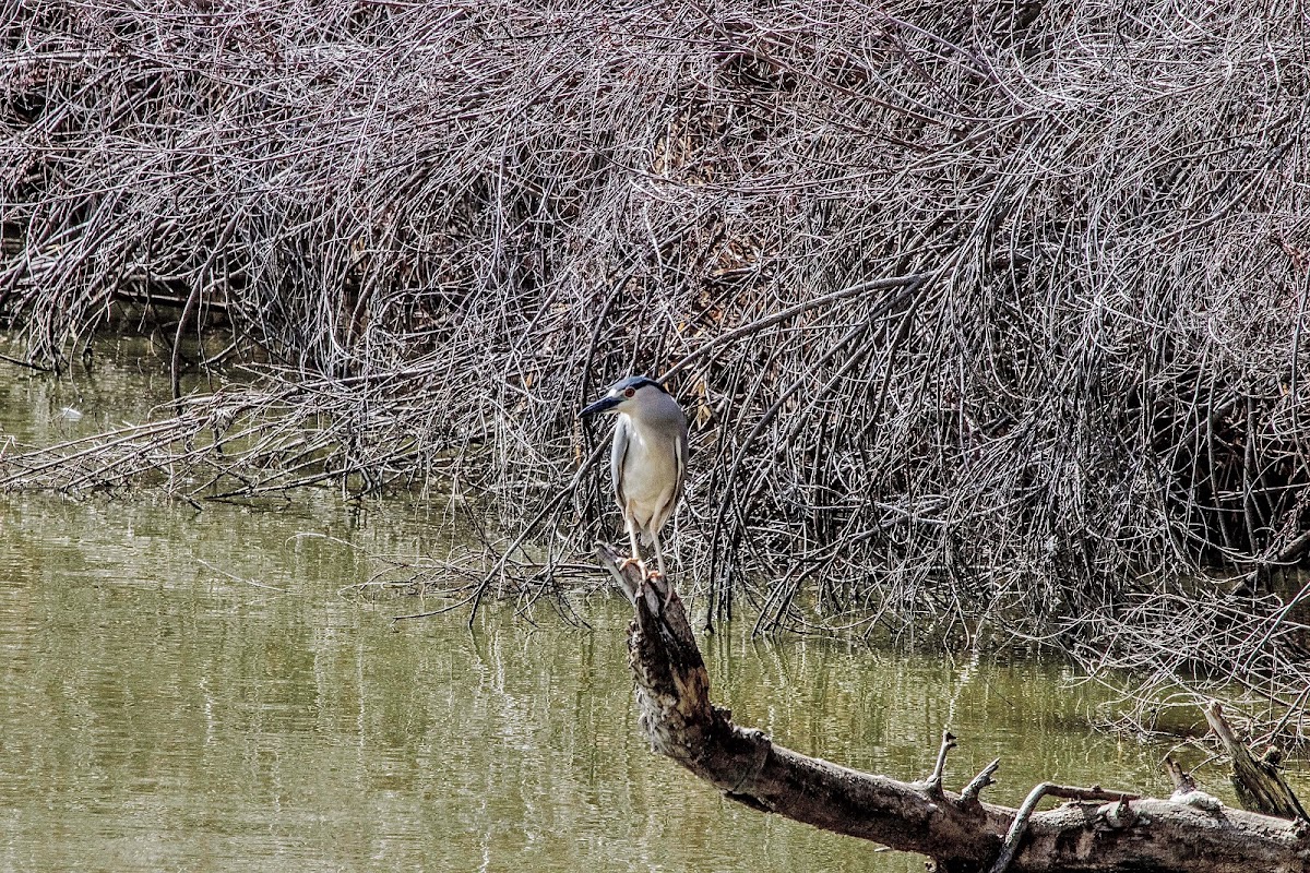 Black Crowned Night Heron