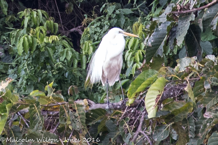 Intermediate Egret