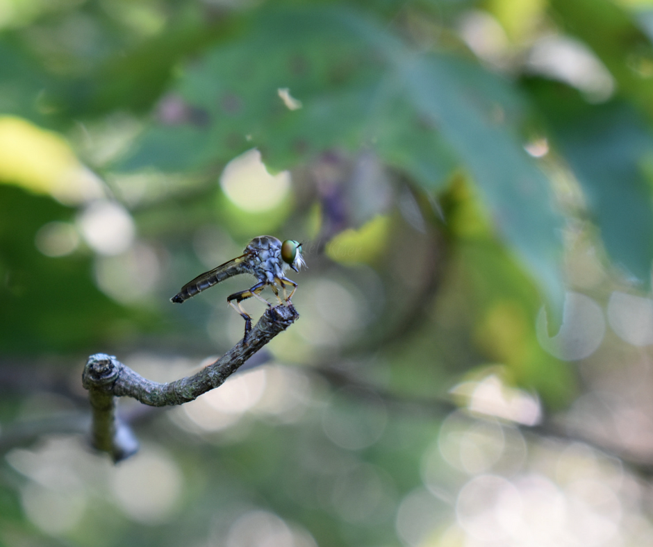 Robber Fly