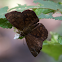 Scallopwing skipper