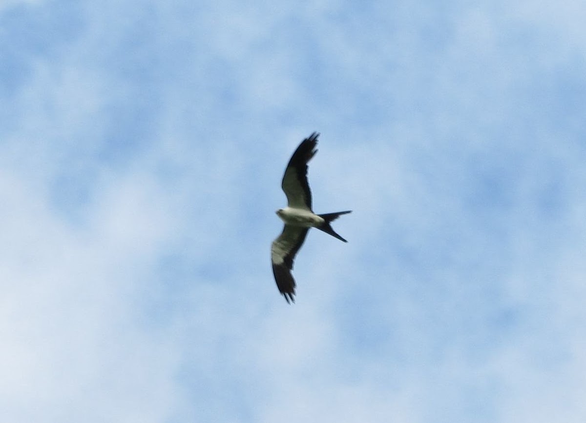 Swallow-tailed kite