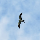 Swallow-tailed kite