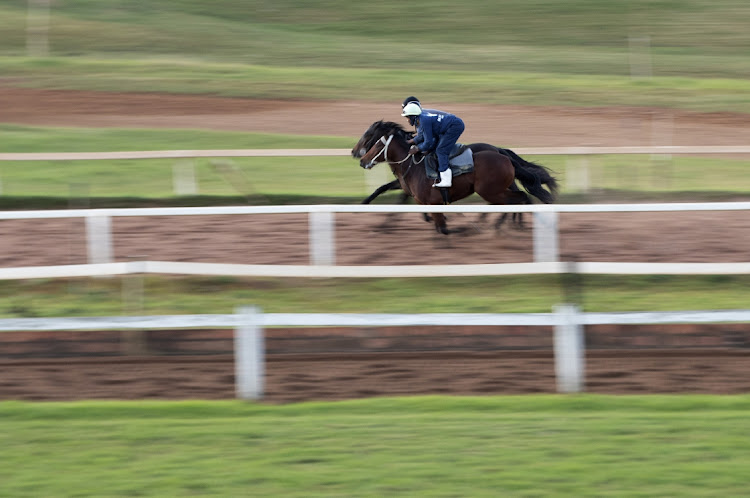 Trainers and jockeys are hard at work training horses for the Hollywoodbets Durban July.