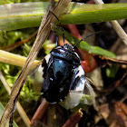 Pied shield bug