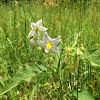 Horse nettle