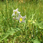 Horse nettle