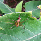 Lynx Spider